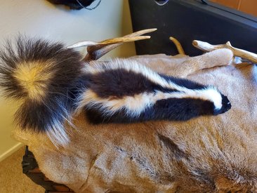 One of a kind Soft mount skunk