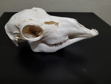 Pronghorn Fawn Skull